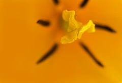 inside yellow tulip