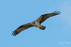 Male Osprey performs a flyby