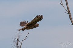 Great Horned Owl owlet takes to the air