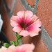 Spring Flower in Stoop • <a style="font-size:0.8em;" href="http://www.flickr.com/photos/124925518@N04/17131731636/" target="_blank">View on Flickr</a>