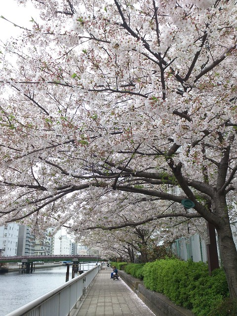 上の画像の桜がある運河沿いの遊歩道です。...