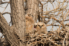 The many faces of Great Horned Owl owlets