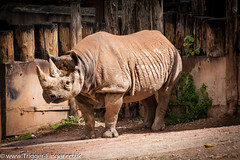 Rhino @ Paignton Zoo • <a style="font-size:0.8em;" href="http://www.flickr.com/photos/32236014@N07/28192424614/" target="_blank">View on Flickr</a>