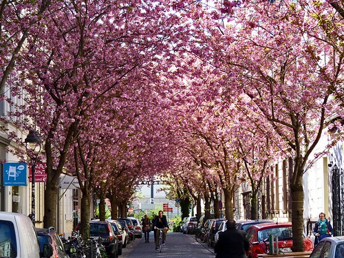 Kirschblüte 2015 in der Breite Straße