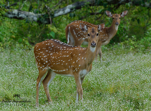 Spotted Deer 2- මුවා - a photo on Flickriver