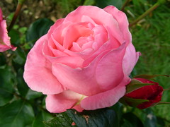 Anglų lietuvių žodynas. Žodis rose pink reiškia pakilo rausva lietuviškai.