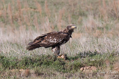 Juvenile Bald Eagle chows down on a prairie dog