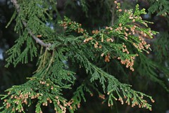 Anglų lietuvių žodynas. Žodis incense cedar reiškia smilkalai, kedras lietuviškai.