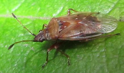 Birch bug - Kleidoceris resedae - in Ruskin Park