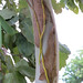 Mistletoe aerial roots on host tree