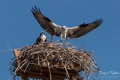 Male Osprey delivers nest building material