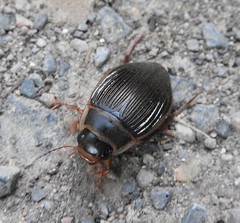 Anglų lietuvių žodynas. Žodis beetles reiškia vabalas lietuviškai.