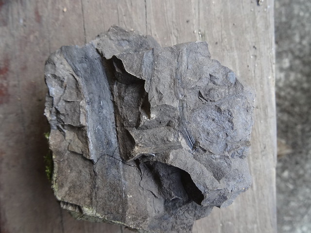 新竹尖石煤礦葉子化石11