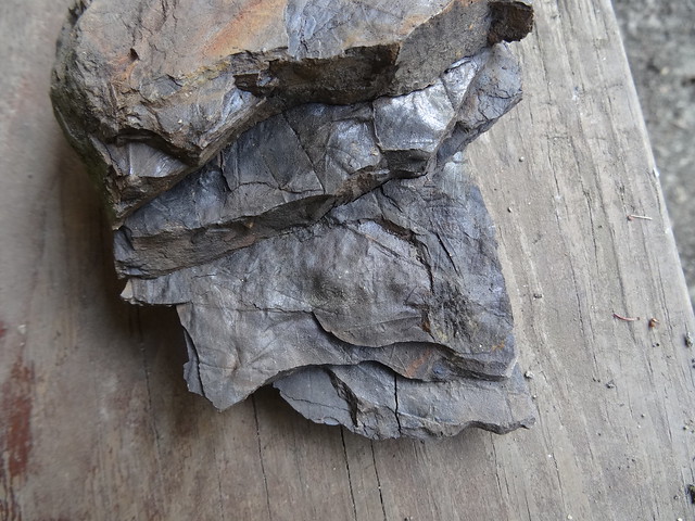 新竹尖石煤礦葉子化石08