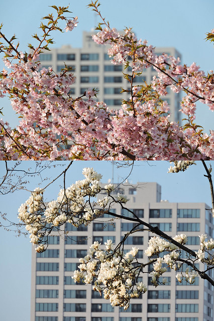 ここから桜の花がよく見えます。城址公園か...