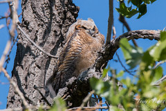 A sleepy Great Horned Owl owlet