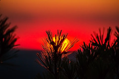 Pinetree Sunset
