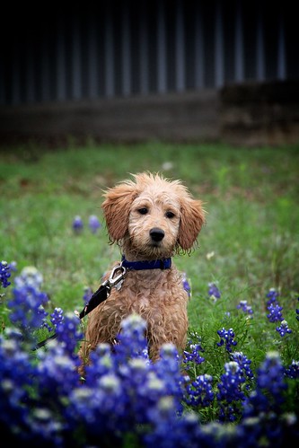 Easter 2015 Bluebonnet Adventure • <a style="font-size:0.8em;" href="http://www.flickr.com/photos/20810644@N05/16428566734/" target="_blank">View on Flickr</a>