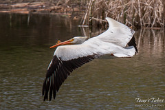 American White Pelican in flight