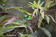Green-headed Tanager - saíra-sete-cores - Tangara seledon