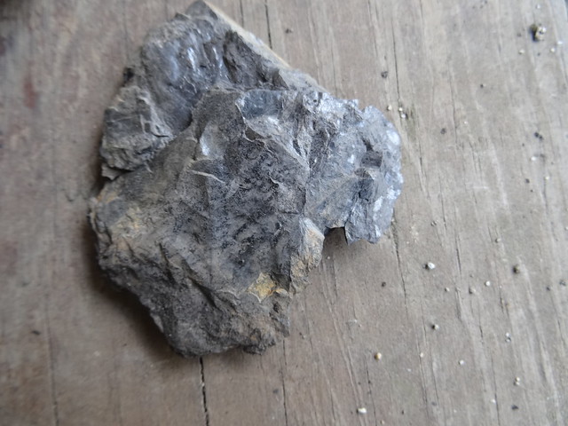 新竹尖石煤礦葉子化石13