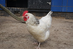 Anglų lietuvių žodynas. Žodis chickens reiškia viščiukai lietuviškai.