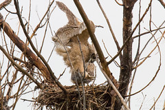 Great Horned Owl owlet returns to the nest