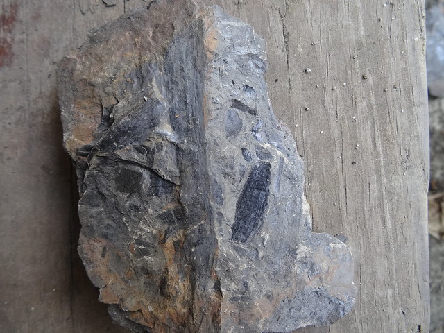 新竹尖石煤礦葉子化石16
