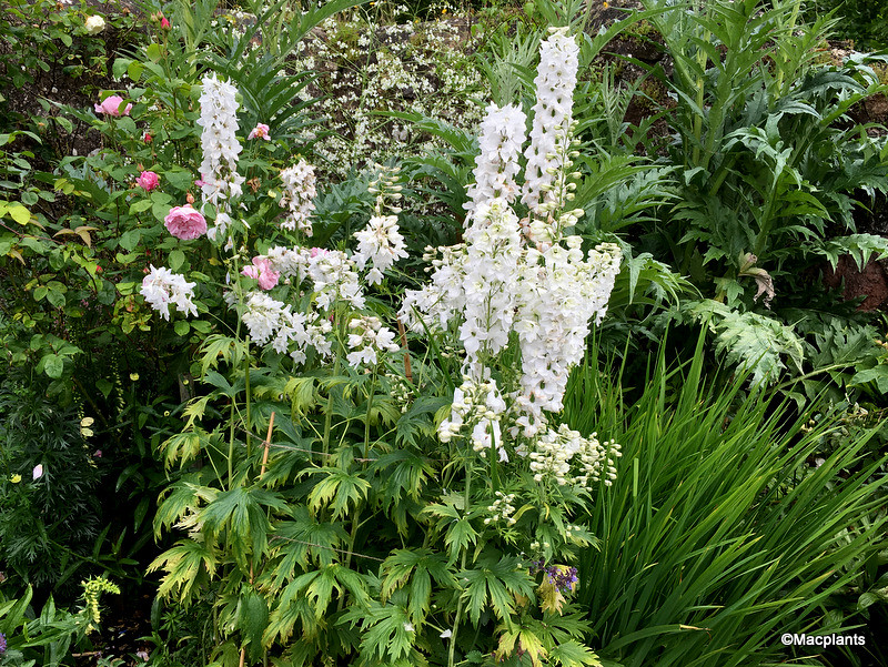 Delphinium Galahad Group