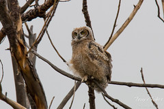 The young Great Horned Owl has a lot to look at in the world