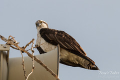 Watchful Osprey