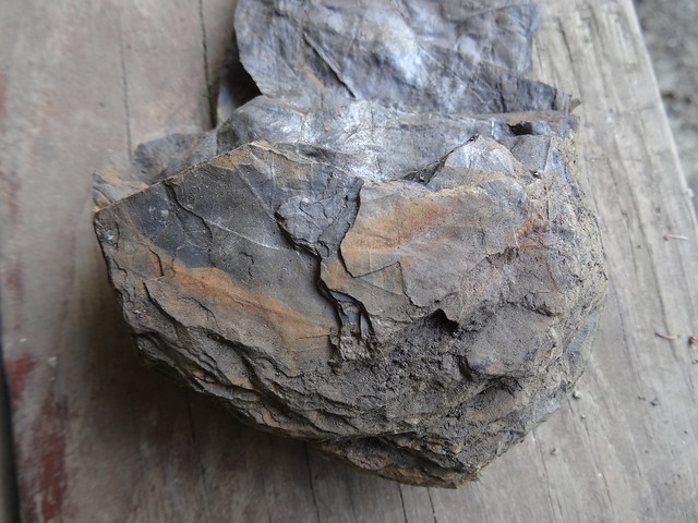 新竹尖石煤礦葉子化石09