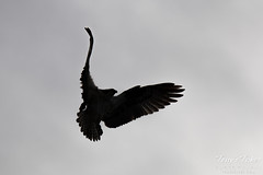 Osprey silhouette
