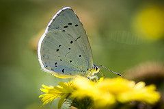 Holly Blue