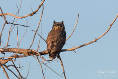 Watchful Great Horned Owl