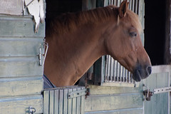 Horse in stable nearby Beukenhof Lelystad