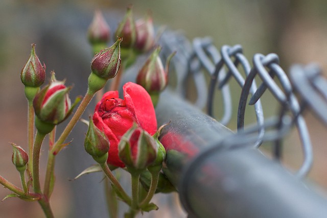 Roses Along the Fence