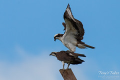 Osprey mating