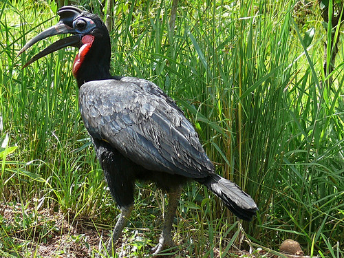 Abyssinian Ground Hornbill  (Bucorvus abyssinicus) male