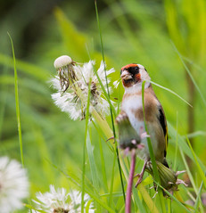 Goldfinch Eating Dandelion Seeds