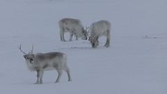 Svalbard rein • <a style="font-size:0.8em;" href="http://www.flickr.com/photos/124687412@N06/17303325206/" target="_blank">View on Flickr</a>
