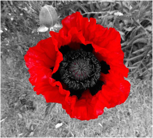 The first poppy of the year ...