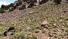 05.2015 Marokko_Toubkal summit & desert adventure (56) • <a style="font-size:0.8em;" href="http://www.flickr.com/photos/116186162@N02/18207401219/" target="_blank">View on Flickr</a>