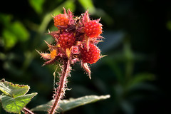RubusPhoenicolasius05