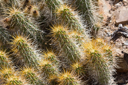 The Difference Between Types Of Hairy Cactus And Search Engines Like Google