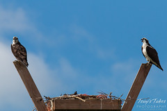 Osprey couple resting by their nest