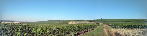 Panorama auf die Weinberge zwischen Selzen und Zornheim