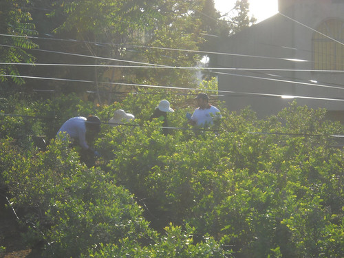Tout Berry Crew picking Berries MAy 15, 2015
