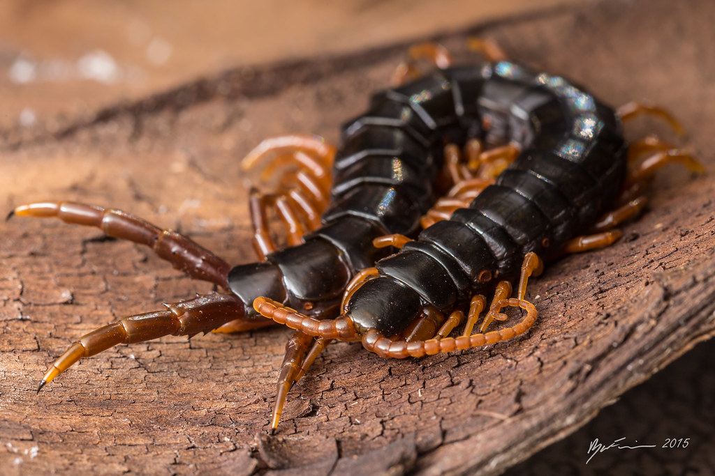 The World's Best Photos of giantcentipede - Flickr Hive Mind
