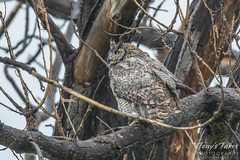 Female Great Horned Owl not happy with the rain